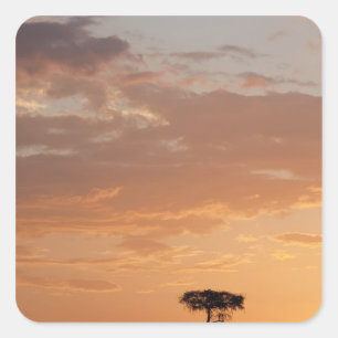Adesivo Quadrado Silhueta de árvore na planície, Masai Mara