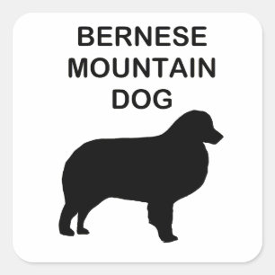 Adesivo Quadrado silhueta de cão de montanha bernês com nome