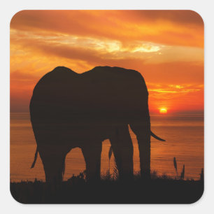 Adesivo Quadrado Silhueta de Elefante ao Pôr do Sol