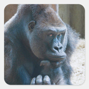 Adesivo Quadrado Silverback Fazendo uma Pose