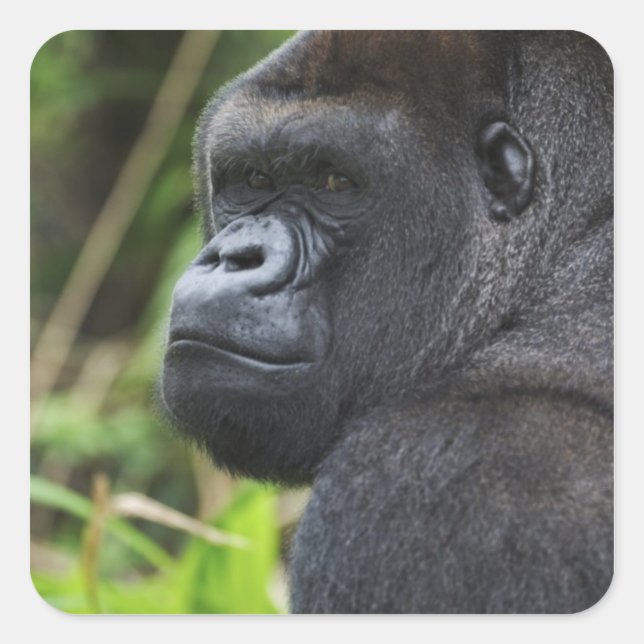 Adesivo Quadrado Silverback Lowland Gorilla, Gorilla Captive (Frente)