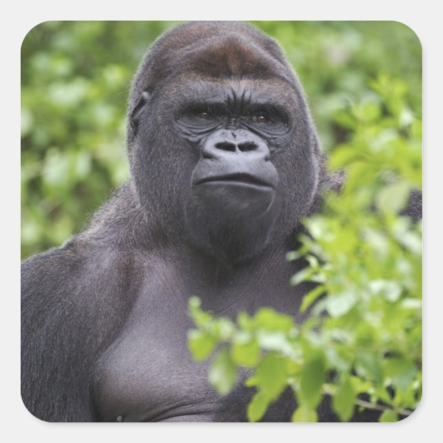 Adesivo Quadrado Silverback Lowland Gorilla, Gorilla gorilla (Frente)