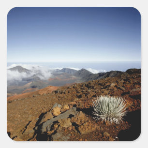 Adesivo Quadrado Silversword no cume da cratera Haleakala de perto