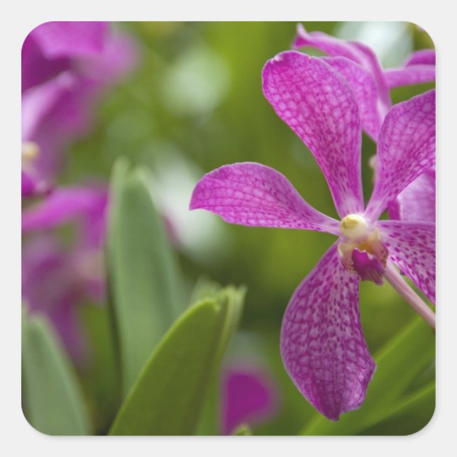 Adesivo Quadrado Singapura Sânscrito para Lion City). Nacional (Frente)