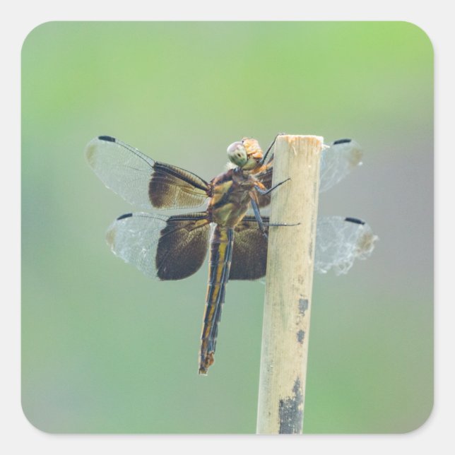 Adesivo Quadrado Skimmer (Frente)