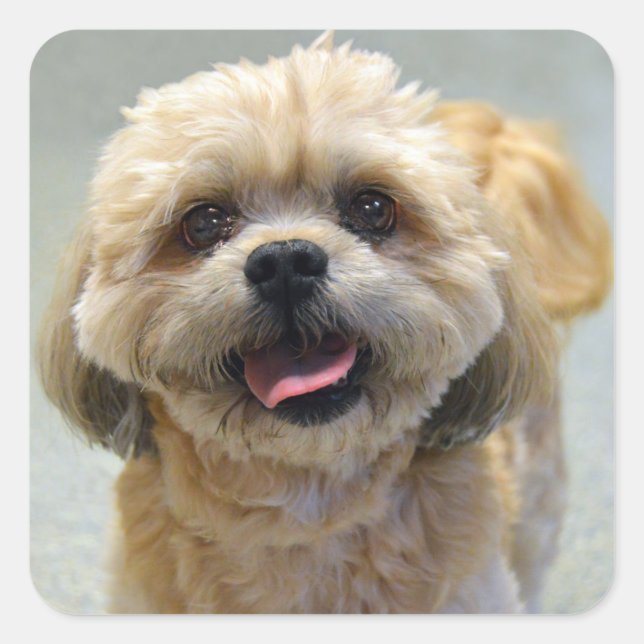 Adesivo Quadrado Smiling Shih Tzu Dog (Frente)