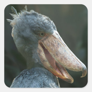 Adesivo Quadrado Smiling Shoebill