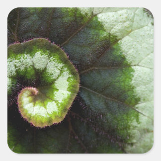 Adesivo Quadrado Snail Begonia Leaf