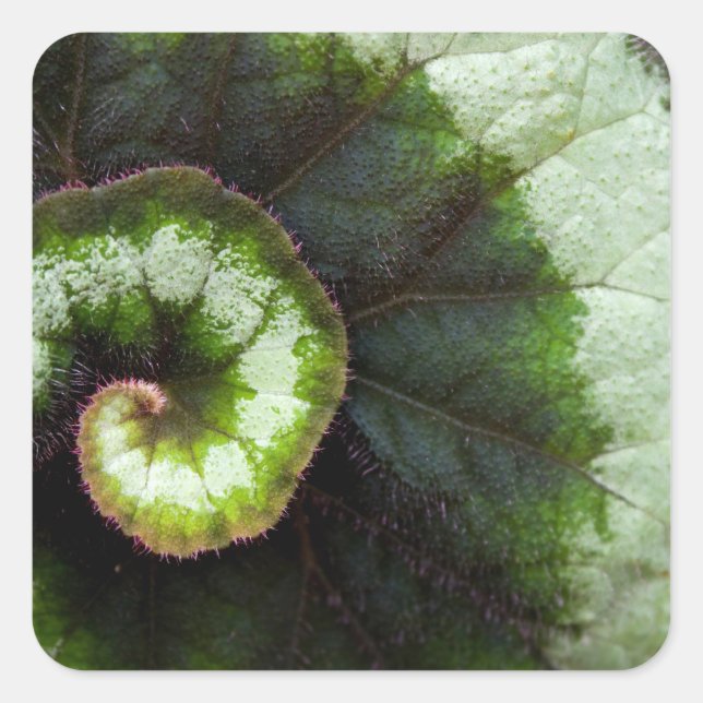 Adesivo Quadrado Snail Begonia Leaf (Frente)