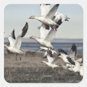 Adesivo Quadrado Snow Geese Voadora