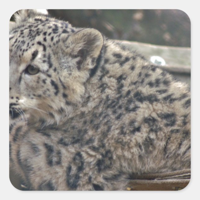 Adesivo Quadrado Snow Lepard (Frente)