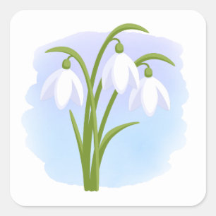 Adesivo Quadrado Snowdrops - flores do primavera no azul da