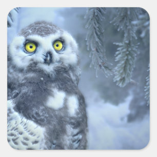 Adesivo Quadrado Snowy Owl no inverno