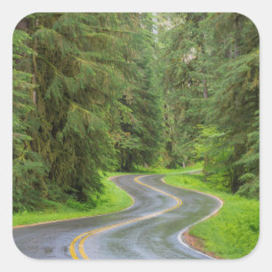 Adesivo Quadrado Sol Duc River Road através da floresta