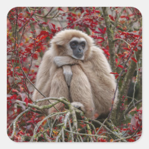 Adesivo Quadrado Solitude de Gibbon