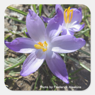 Adesivo Quadrado Solteiro Crocus