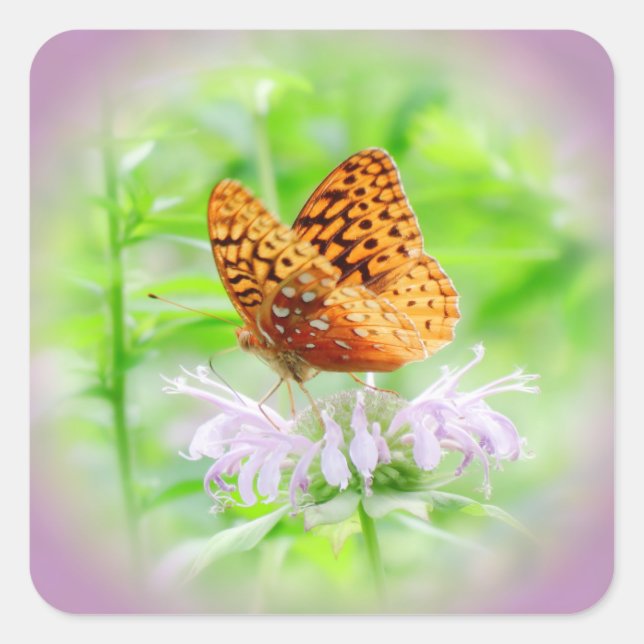 Adesivo Quadrado Sonho Fritilário - Vinheta Quadrada Daylily (Frente)