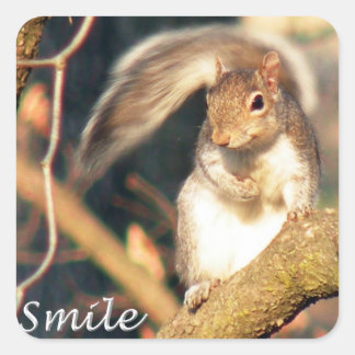 Adesivo Quadrado Sorria Sr. Squirrel Sticker