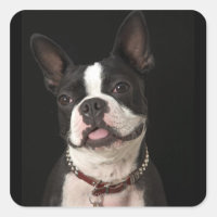 Sorrindo Boston terrier com colarinho