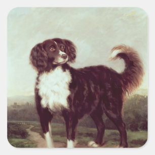 Adesivo Quadrado Spaniel