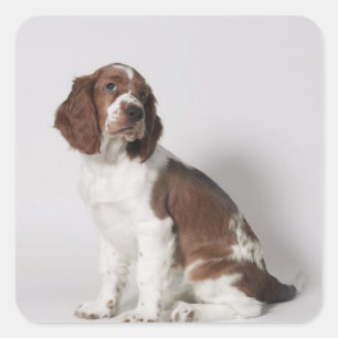 Adesivo Quadrado Spaniel de Springer