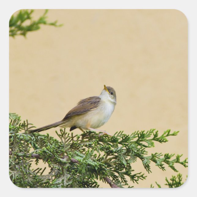 Adesivo Quadrado Sparrow (Frente)