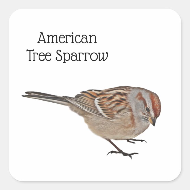 Adesivo Quadrado Sparrow Árvore Americano (Frente)