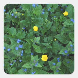 Adesivo Quadrado Speedwell e botões de ouro
