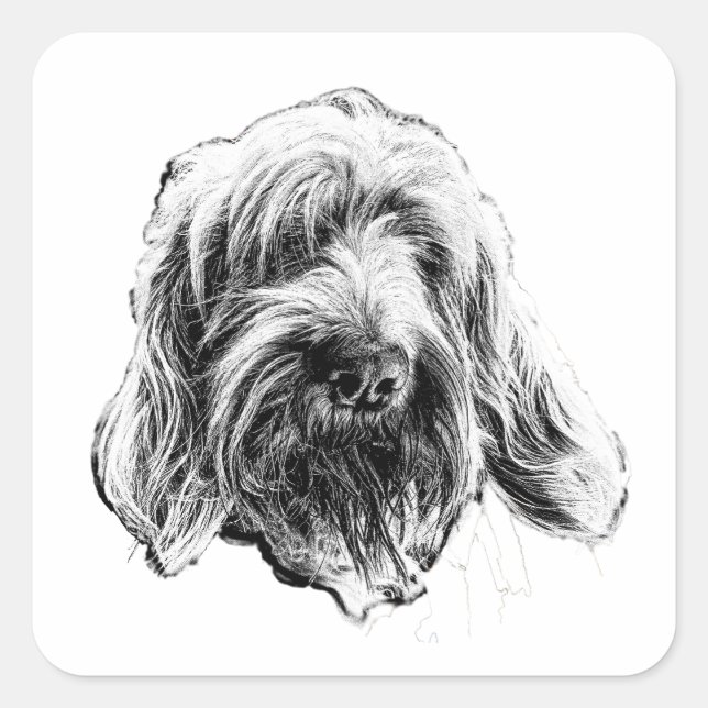 Adesivo Quadrado Spinone Italiano Art Sticker (Frente)