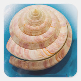 Adesivo Quadrado Spiral Seashell