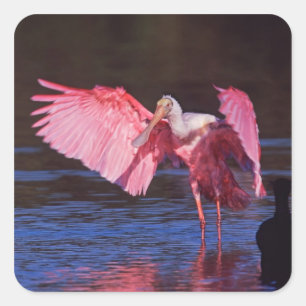 Adesivo Quadrado Spoonbill róseo (ajaja do Ajaia) com Cormorant