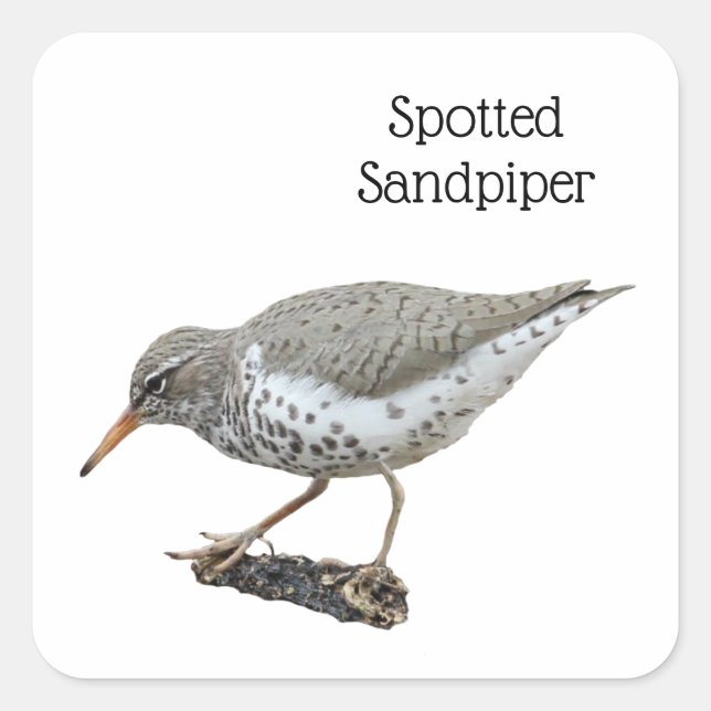 Adesivo Quadrado Spotted Sandpiper (Frente)