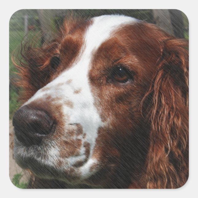 Adesivo Quadrado Springer Spaniel Dog Art (Frente)