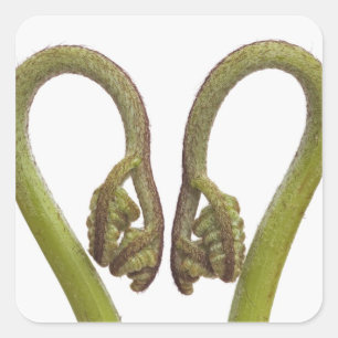 Adesivo Quadrado Sprouts 2 da samambaia