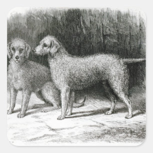 Adesivo Quadrado Sr. F. Armstrong dos terrier de Bedlington
