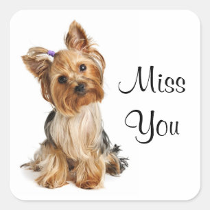 Adesivo Quadrado Srta. You Yorkshire Terrier Puppy Dog Stickers