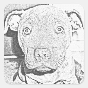 Adesivo Quadrado Staffordshire Puppy Pencil Dral, Sticker