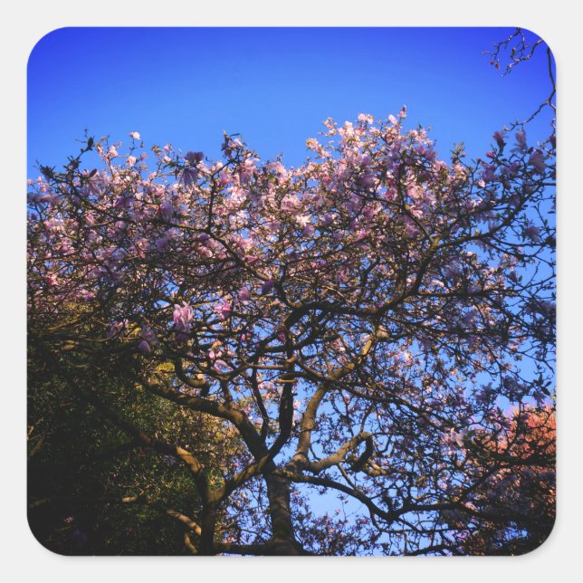 Adesivo Quadrado Star Magnoly Stickers (Frente)