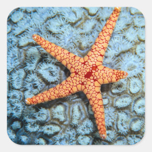 Adesivo Quadrado Starfish Num Coral Com Polipes
