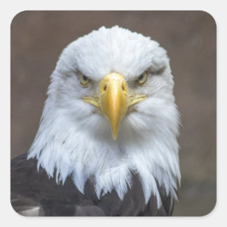 Adesivo Quadrado Staring Bald Eagle