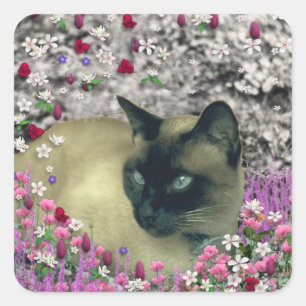 Adesivo Quadrado Stella nas flores mim - gato Siamese de creme do