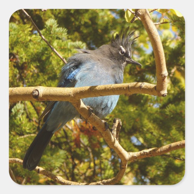 Adesivo Quadrado Steller's Jay at Rocky (Frente)