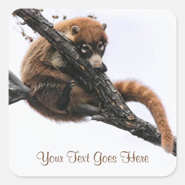 Adesivo Quadrado Sticker: Coatimundi #5 (Quadrado) (Frente)