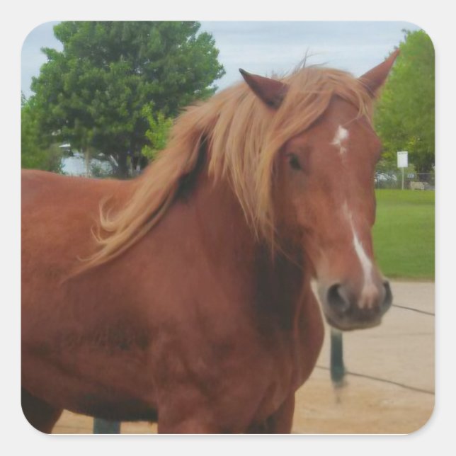 Adesivo Quadrado Sticker Horse Country Western Equine Note (Frente)