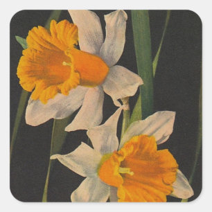 Adesivo Quadrado Sticker Jonquil Night Flowers Daffodils Gardening