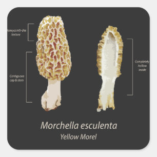 Adesivo Quadrado Sticker Yellow Morel Morchella esculenta
