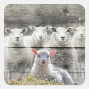 Adesivo Quadrado Stickers Quadrados