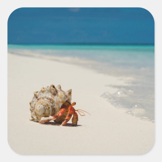Adesivo Quadrado Strawberry Hermit Crab | Coenobita Perlatus (Frente)
