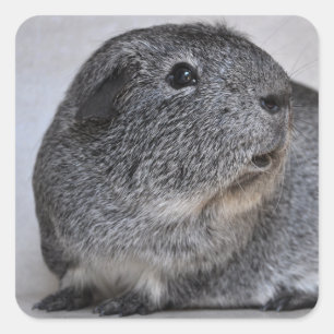 Adesivo Quadrado Suave, Prata Agouti Guiné