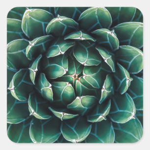 Adesivo Quadrado Succulent verde & branco